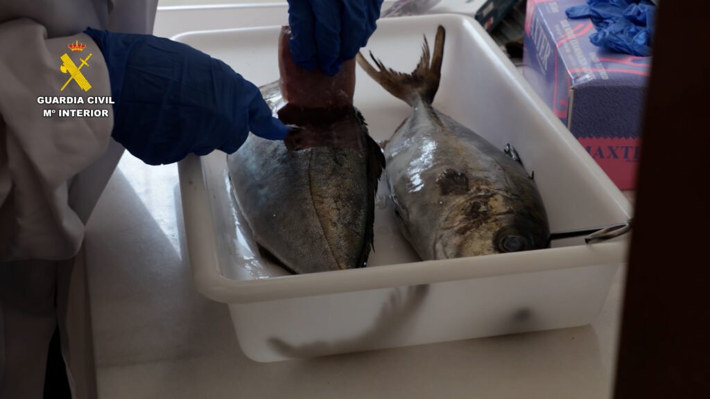 Pescado incautado por la Guardia Civil