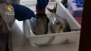 Pescado incautado por la Guardia Civil